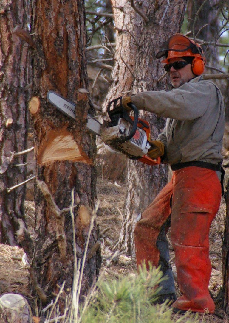Abattage d’un arbre avec casque, visière et protections